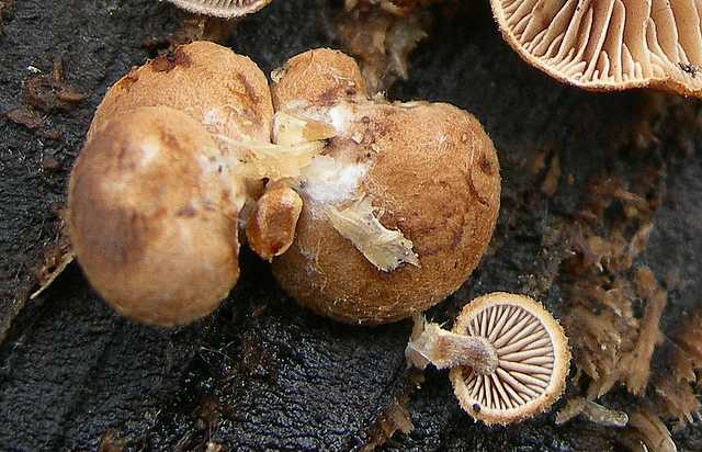 Melanotus horizontalis   (Bull.)    P.D. Orton